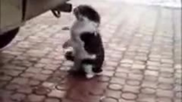 Коте се напушва от аспуха на кола - Смях