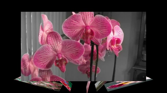Розова орхидея...красота в розово...( Ivaylo Deshkov-violin)