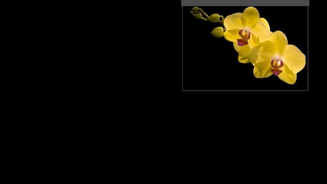 Жълта орхидея...грее като слънце сред цветята...