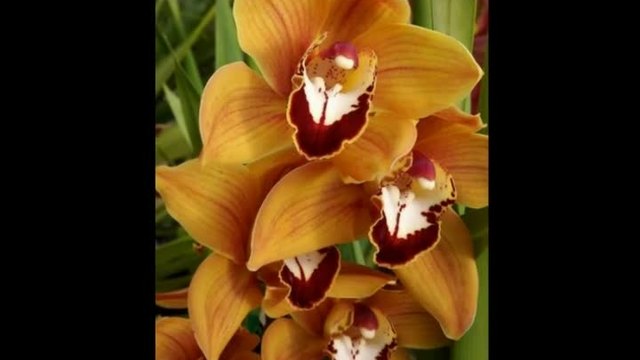 Оранжева орхидея...пожар от красота...