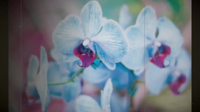 Синя орхидея...ясна като небесата...