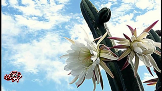 БЪЛГАРСКА ЕСТРАДА