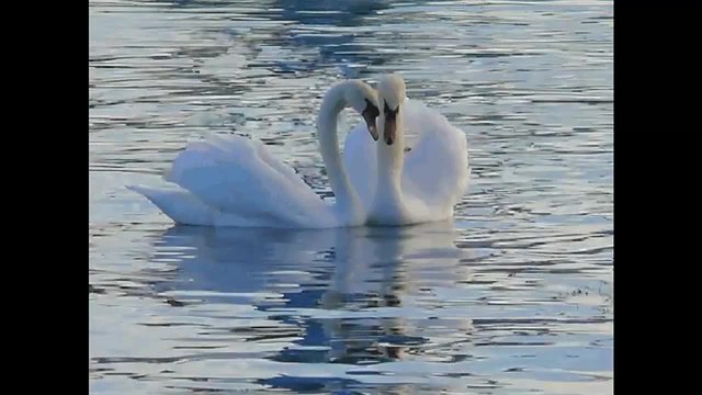 Белый лебедь -символ любви и добра...(Анатолий Хоперский)