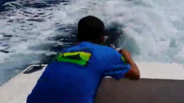 Нахален морски лъв като пират нахлува в рибарска лодка за да му дадат риба, смях