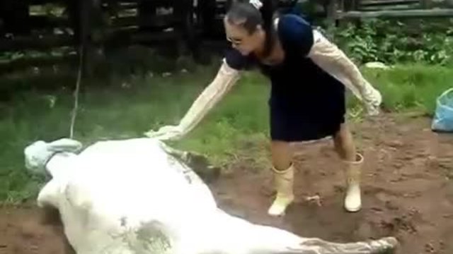 Реакцията на крава, при опит да бъде погалена!