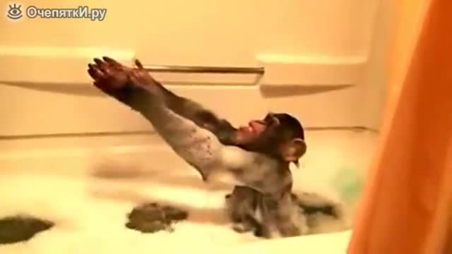 Забавно шимпанзе си взима вана.