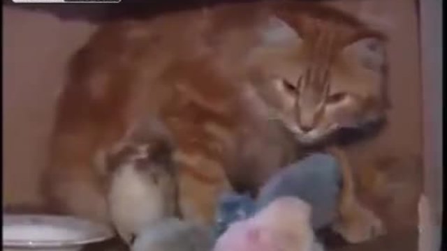 Котка се грижи за новородени пиленца