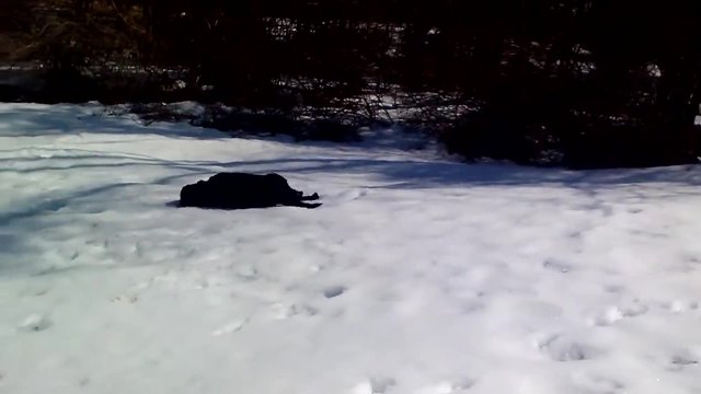 Игриво куче се пързаля на снега
