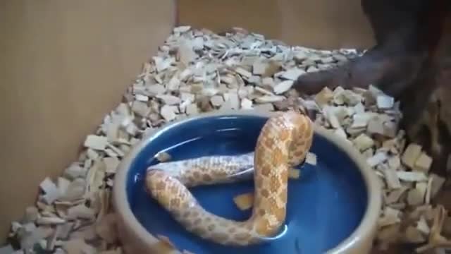 Змия се самоизяжда от глад!