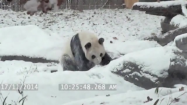 Ето как една панда се забавлява през зимата!