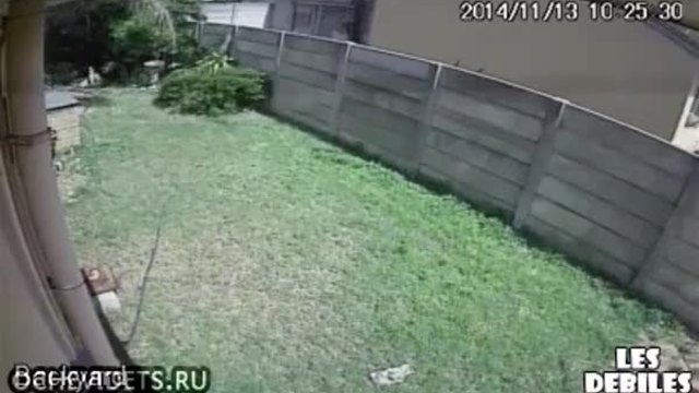 Внимание,зло куче пазач!