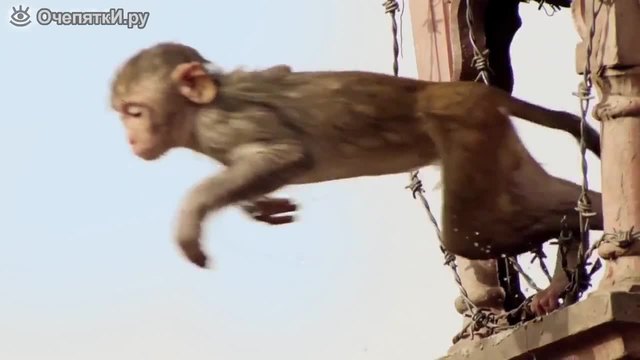 Маймунки скачат в басейн