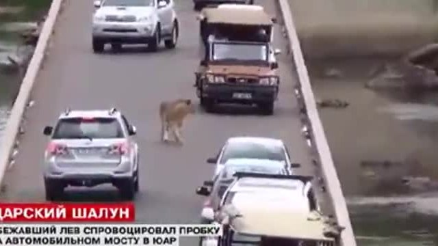 Шокиращо Видео! Избягал от зоопарка лъв блокира движението в Кейптаун, Юар