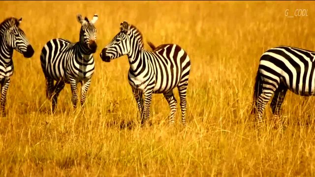 АФРИКА-Кениа