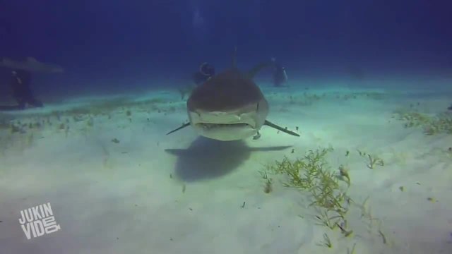 Акула захапва камерата на водолаз ..