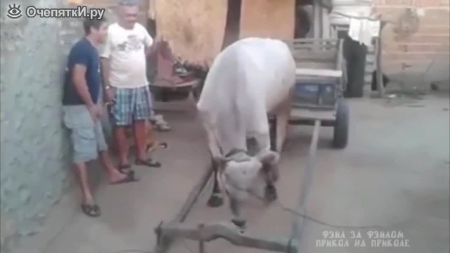 Бик се впряга сам в каруцата