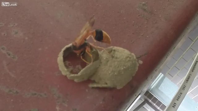 Мравка построява страхотно гнездо!