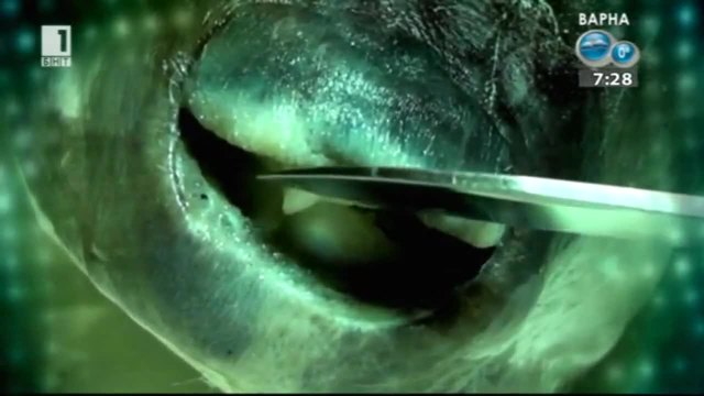 Отровна японска риба в Черно море