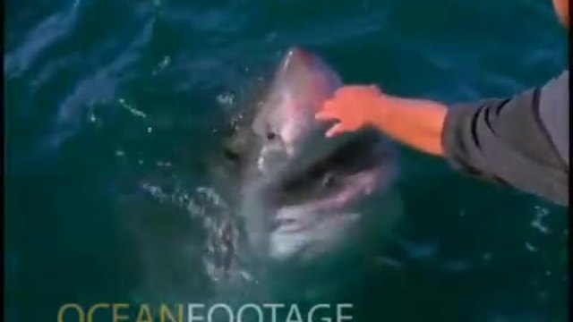 Страховито видео! Мъж гали с ръка  голяма бяла акула