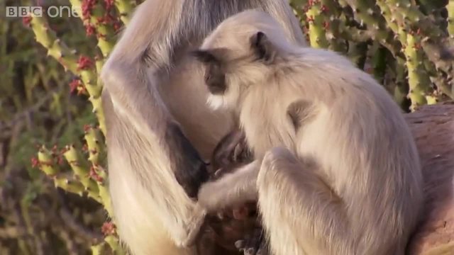 Възпитаването на бебето маймуна