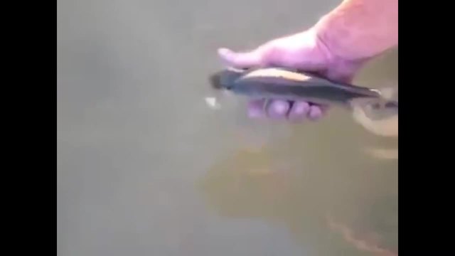 Риба отказва да отплува от ръцете на рибар! Видео Християн Чунов