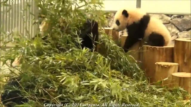 Непохватна панда