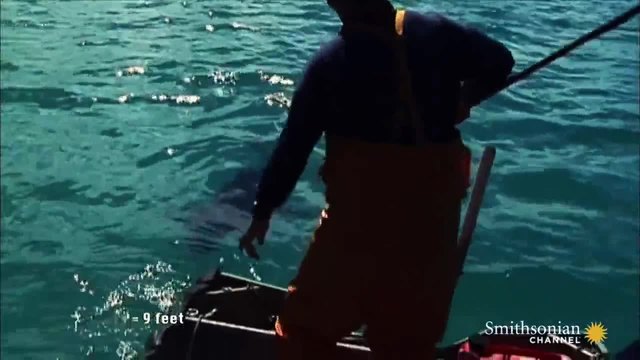 Мистериозно животно изяде цяла огромна бяла акула
