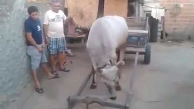 Крава сама се впряга в каруцата...Само в Русия!!!