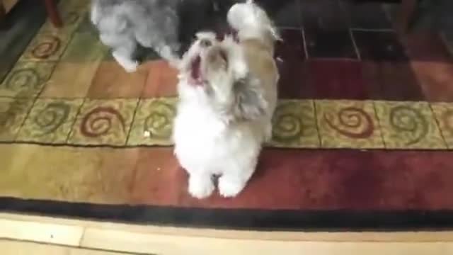 Куче лае много смешно!.