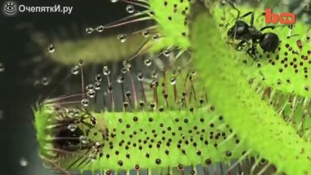Растенията се хранят с насекоми