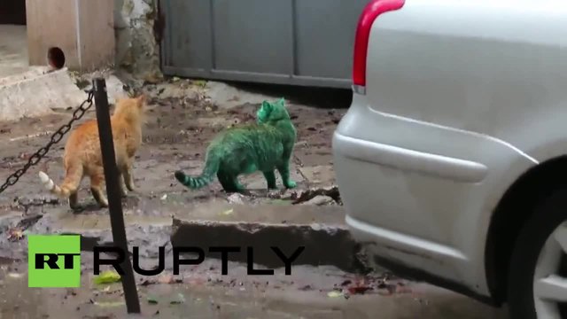Мистериозна зелена котка във Варна