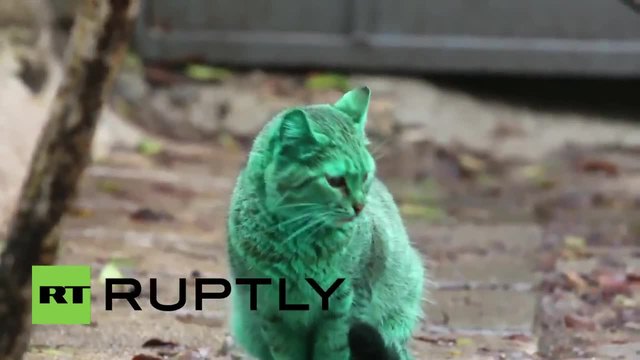 Зелената котка от Варна обиколи световните медии