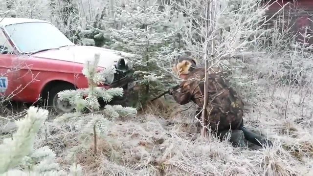 Ловец отстреля елхичка