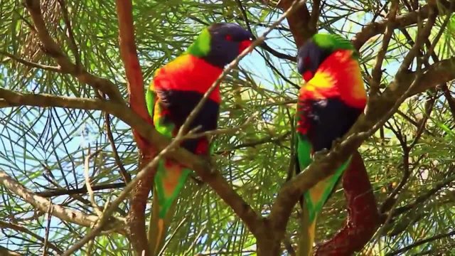 Хармония между птици и цветя в Куинсланд Австралия