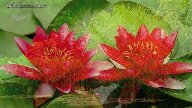 Багри от живи цветове в Ngatea Нова Зенландия