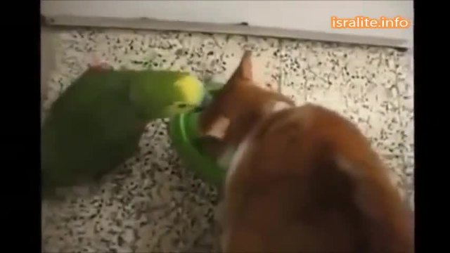 Папагал и котка враждуват помежду си
