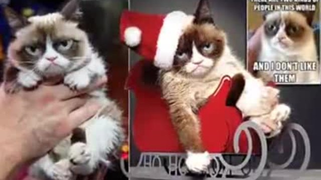 Котка направи стопанката си милионер Grumpy Cat £64million
