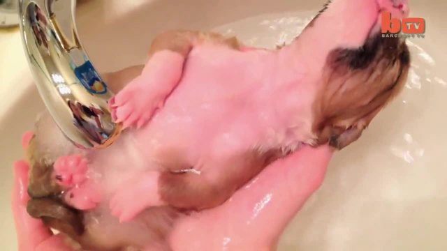Къпане на малко кученце