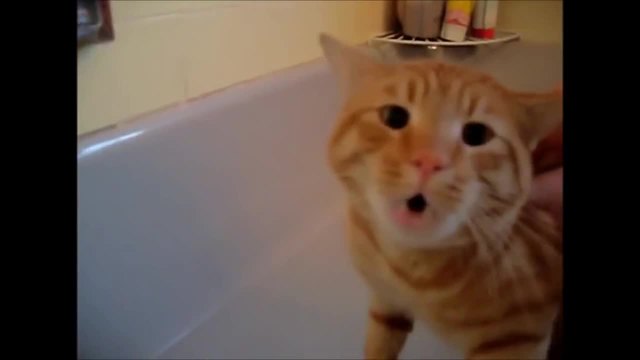 Забавна компилация котки в банята