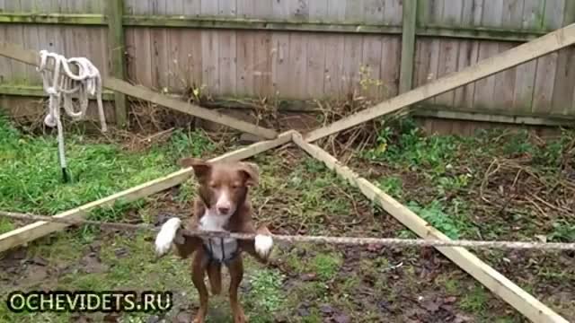 Страхотен баланс на куче