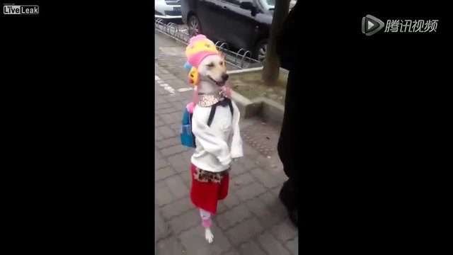Кученце облечено с дрехи на мацка върви по улицата и се радва!