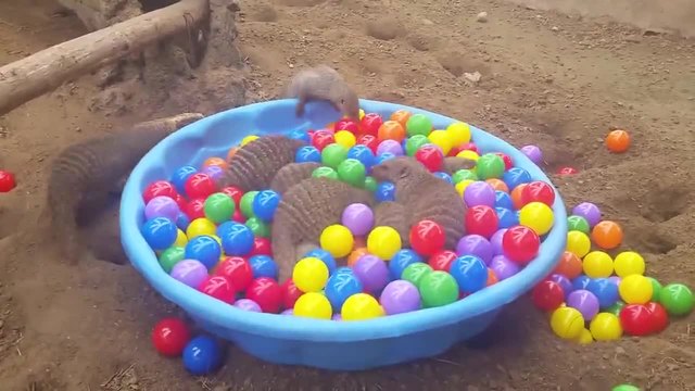 Мангусти си играят в леген с разноцветни топчета.