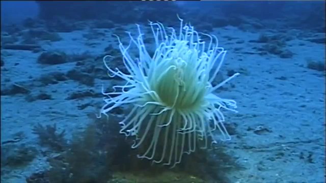 Отровни корали..(poisonous corals)