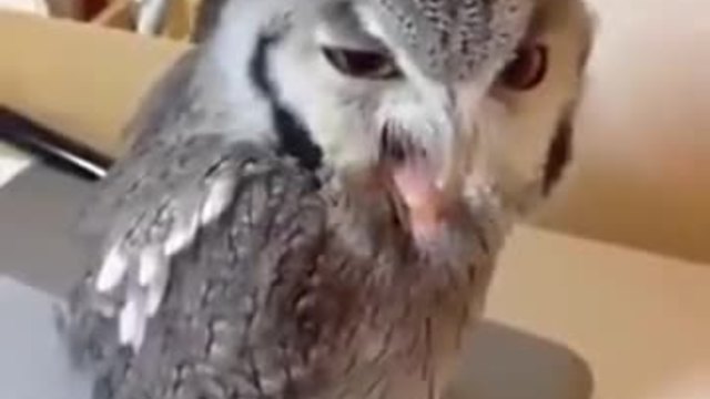 Ядосана сова се кара - пародия! Смях