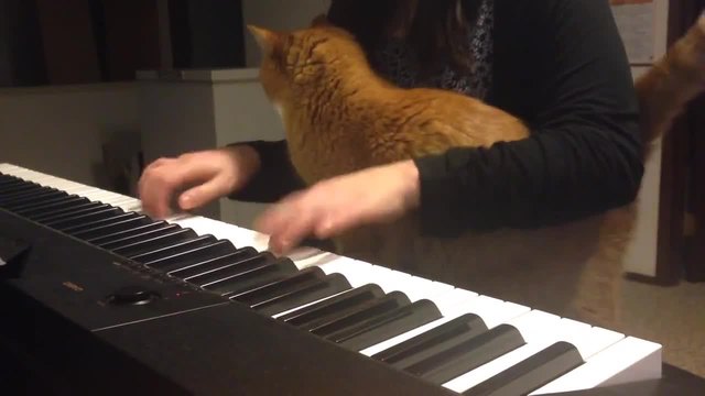 Котка се настани доста удобно...свири на пиано