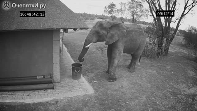 Камера заснема как слон поставя разпилян боклук в кошчето