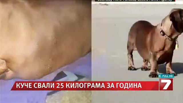 Дакел свали 25 кг със строга диета