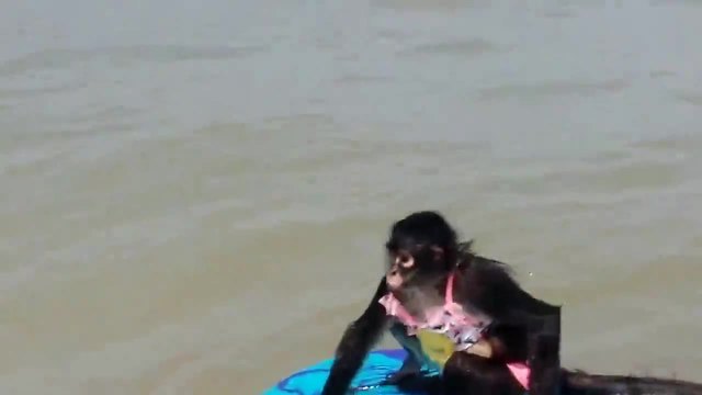 Маймуна сърфира