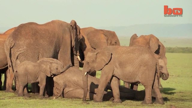Бебе слонче е спасено след като майка му е убита от бракониери