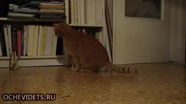 Реакцията на котка срещу метроном ,търпението и свърши , смях